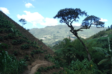 Private Tour: Medellin Coffee Experience and Workshop