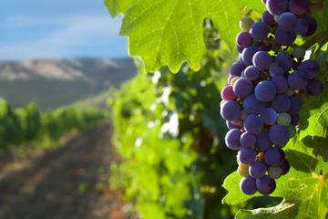 Private Tour of Santiago Including Wine Tasting