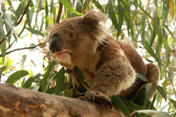 Private Tour: Phillip Island, Penguin Parade and Koala Conservation Centre from Melbourne
