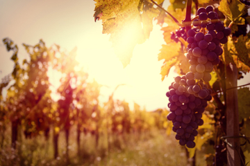 Private Tour: Ribatejo Region with Wine Tasting