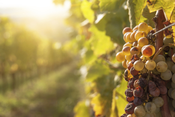 Private Tour: Tokaj Wine Country Day Trip from Budapest