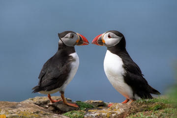 Puffin Express Cruise to Akurey from Reykjavik