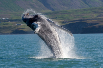 Reykjavik Shore Excursion: Whale Safari and Puffin Island Cruise