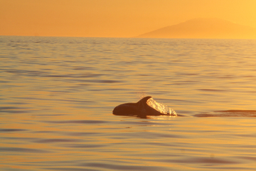 Reykjavik Whale Watching Cruise in the Midnight Sun