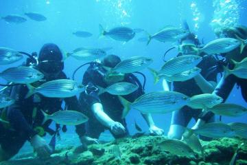Rhodes Scuba Diving Experience for Beginners