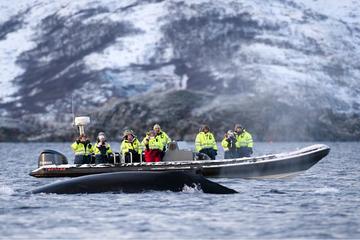 RIB Whale Watching Cruise from Tromso