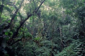 Rio de Janeiro Botanical Garden and Tijuca Rainforest Eco-Tour