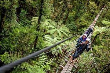 Rotorua Forest Zipline Canopy Adventure