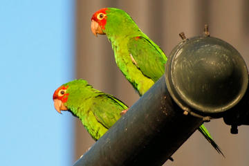 San Francisco's Wild Parrots of Telegraph Hill Walking Tour