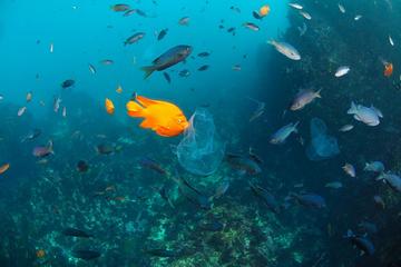 Scuba Diving in Coves of Camp Kennedy