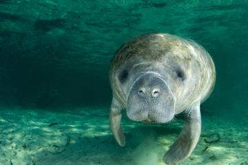 Self-Drive Swim with Manatees on the Crystal River
