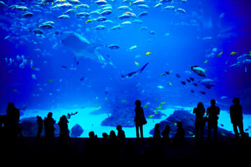 Sentosa S.E.A. Aquarium™ Admission in Singapore with Optional Hotel Transport