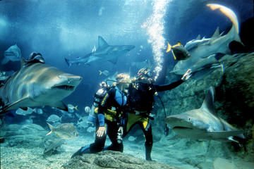 Shark Dive Experience at Melbourne SEA LIFE Aquarium