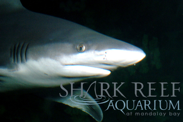 Shark Reef at Mandalay Bay Hotel and Casino