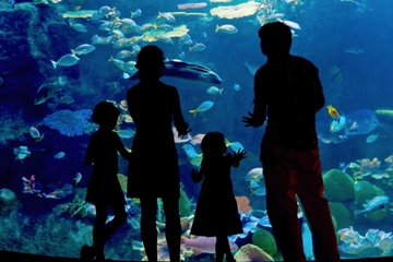 Skip the Line: Inbursa Aquarium in Mexico City