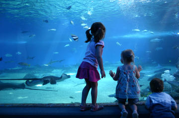 Skip the Line: Sea Life London Aquarium