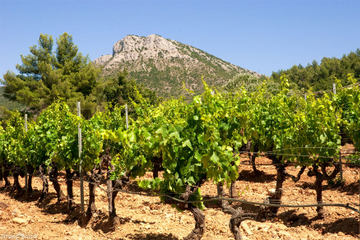 Small-Group Aix-en-Provence and Sainte-Victoire Provençal Wine Tasting Tour from Marseille