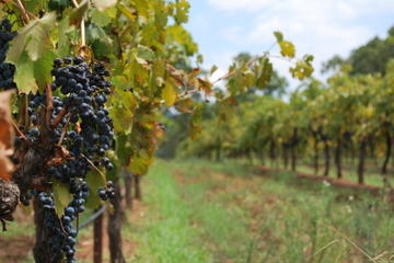 Small-Group Catalonia Tour from Barcelona: Alella Wine Tasting, Catalan Food and Human Tower Displays