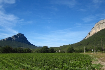 Small-Group Half-Day Languedoc Wine and Olive Tour from Montpellier