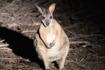 Small-Group Kangaroo Island 4WD Night Tour