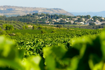 Small-Group Languedoc Wine and Olive Tour with lunch from Montpellier