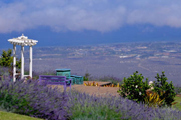 Small-Group Maui Tour: Haleakala National Park, Lavender Farm and Wine Tasting