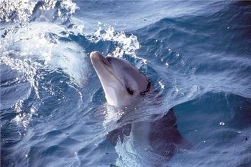 Small-Group Mornington Peninsula Tour from Melbourne with Dolphins and Seals Cruise