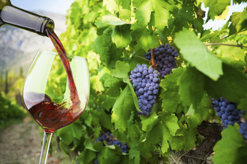 Small-Group Santorini Wine Tasting and Vineyard Tour