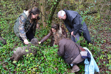 Small-Group Truffle Hunting and Wine Experience from Florence with Lunch
