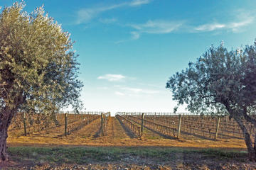 Small-Group Évora Day Trip from Lisbon with Wine Tasting