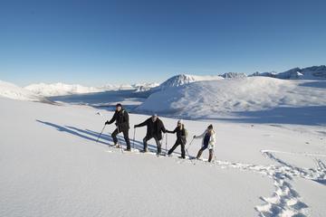 Small-Group Walking Tour from Tromsø