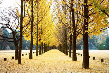 Small-Group Winter Sonata Drama Location Tour