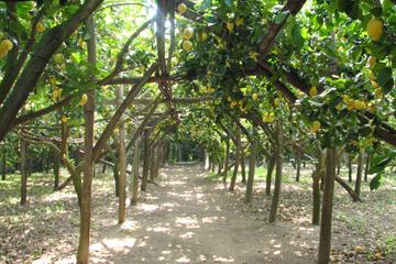 Sorrento Farm Experience Including Tastings, Pizza Making and Limoncello