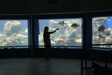 St Thomas Shore Excursion: Coral World Ocean Park General Admission Ticket