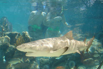 St Thomas Shore Excursion: Swimming with Sharks at Coral World Ocean Park