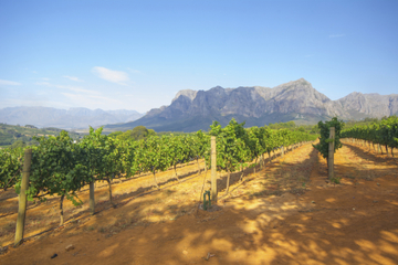 Stellenbosch Winelands Tasting Tour from Cape Town