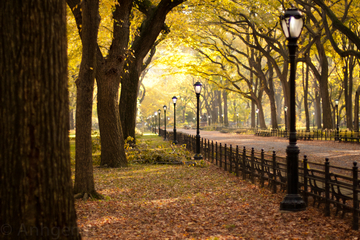 Sunset Tour of Central Park