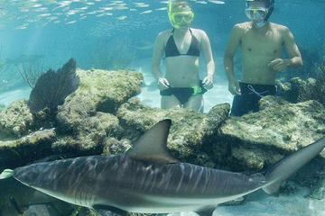 Swimming with Sharks at Coral World Ocean Park