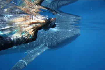 Swimming with Whale Sharks in Ningaloo Reef from Exmouth