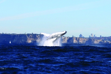 Sydney Combo: Whale-Watching Cruise and Sydney Attraction Pass