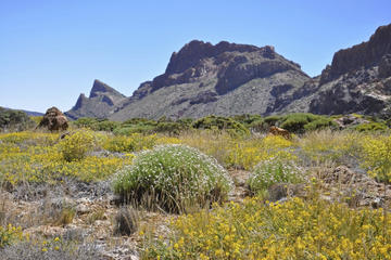 Tenerife Shore Excursion: Private Las Canadas National Park and Orotava Valley Tour