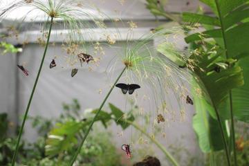 The Butterfly House Modica Tour