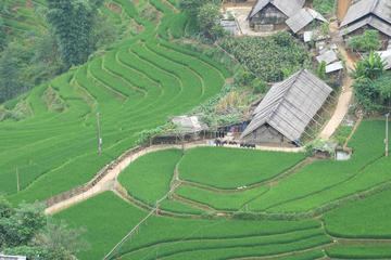 Trekking Day Trip to Ban Ho Village from Sapa