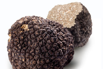 Truffle Hunting Experience with Gourmet Truffle Lunch from Florence