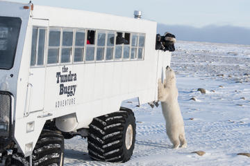 Tundra Buggy Adventure Day Tour from Churchill