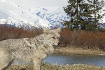 Turnagain Arm and Alaska Wildlife Tour from Anchorage