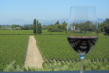 Vintage Wine Country Tour
