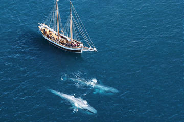 Whale and Puffin Watching on Board a Traditional Oak Sailing Ship from Husavik