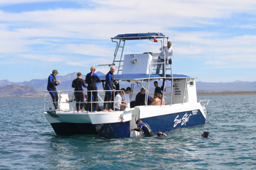 Whale Shark Snorkel from La Paz
