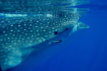 Whale Shark Tour from Cancun and Riviera Maya